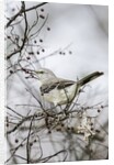 Northern Mockingbird by Anonymous