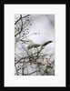 Northern Mockingbird by Anonymous