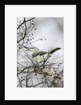 Northern Mockingbird by Anonymous