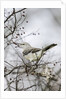 Northern Mockingbird by Anonymous