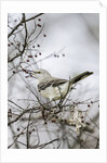 Northern Mockingbird by Anonymous