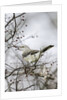 Northern Mockingbird by Anonymous