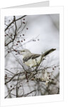 Northern Mockingbird by Anonymous