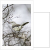 Northern Mockingbird by Anonymous