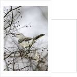 Northern Mockingbird by Anonymous