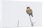 American Kestrel by Anonymous