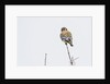 American Kestrel by Anonymous