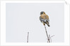 American Kestrel by Anonymous