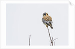 American Kestrel by Anonymous