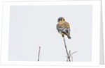 American Kestrel by Anonymous