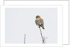American Kestrel by Anonymous