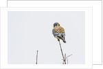 American Kestrel by Anonymous