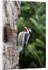 Yellow-bellied Sapsucker by Anonymous