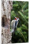 Yellow-bellied Sapsucker by Anonymous