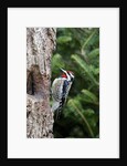 Yellow-bellied Sapsucker by Anonymous
