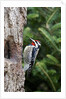 Yellow-bellied Sapsucker by Anonymous