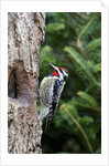 Yellow-bellied Sapsucker by Anonymous