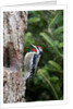Yellow-bellied Sapsucker by Anonymous