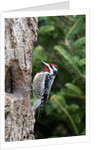 Yellow-bellied Sapsucker by Anonymous