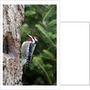 Yellow-bellied Sapsucker by Anonymous