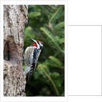Yellow-bellied Sapsucker by Anonymous