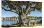 Ancient houses at Oak Bluff by Anonymous