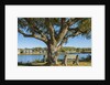 Ancient houses at Oak Bluff by Anonymous