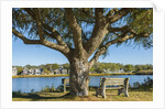 Ancient houses at Oak Bluff by Anonymous