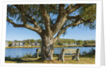 Ancient houses at Oak Bluff by Anonymous