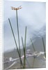 Dragonfly on grass stem by Anonymous
