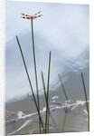 Dragonfly on grass stem by Anonymous