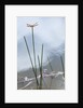 Dragonfly on grass stem by Anonymous