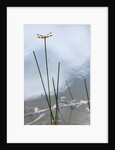 Dragonfly on grass stem by Anonymous