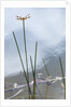 Dragonfly on grass stem by Anonymous