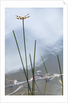 Dragonfly on grass stem by Anonymous