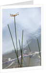 Dragonfly on grass stem by Anonymous