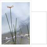 Dragonfly on grass stem by Anonymous