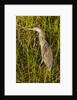 Brown Herron Wakodahatchee Wetlands by Anonymous