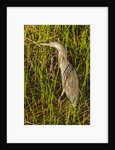Brown Herron Wakodahatchee Wetlands by Anonymous