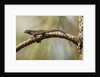 Brown anole lizard by Anonymous