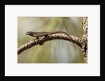 Brown anole lizard by Anonymous