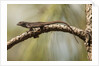 Brown anole lizard by Anonymous