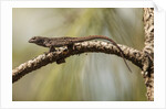 Brown anole lizard by Anonymous