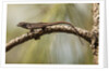 Brown anole lizard by Anonymous