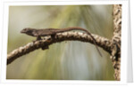 Brown anole lizard by Anonymous