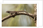 Brown anole lizard by Anonymous