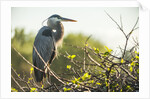 Great Blue Heron (Ardea herodias) bird by Anonymous