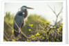 Great Blue Heron (Ardea herodias) bird by Anonymous