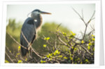 Great Blue Heron (Ardea herodias) bird by Anonymous