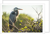 Great Blue Heron (Ardea herodias) bird by Anonymous
